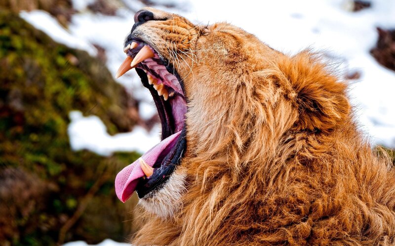 Lion Yawning in Snow — Brown, Dramatic