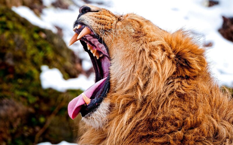 Lion Yawning in Snow — Brown