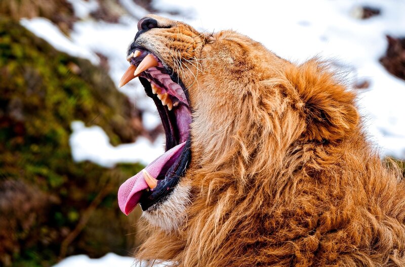Lion yawning in snow