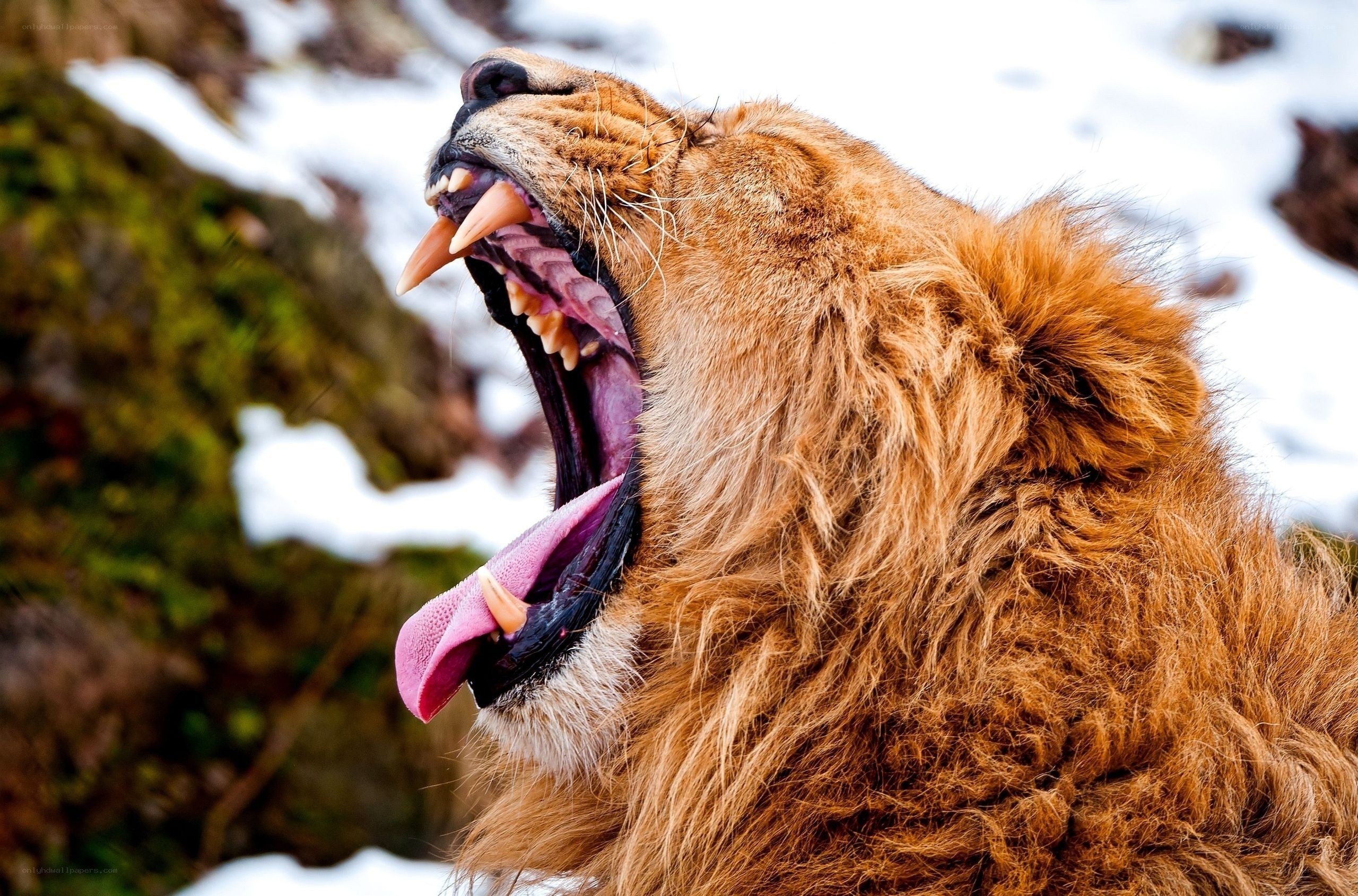 Lion yawning in snow