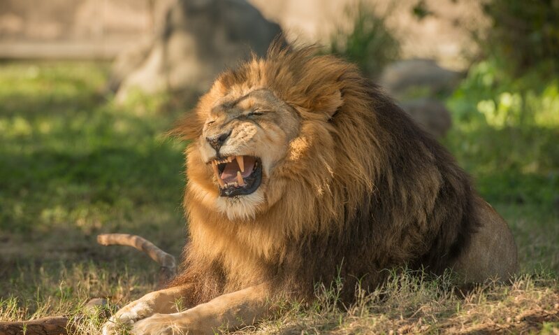 Lion yawning in the sun