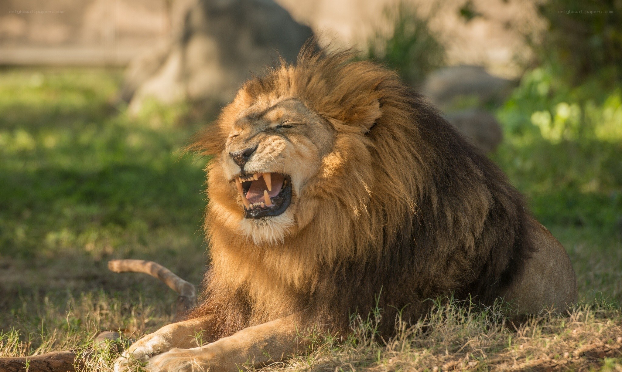 Lion yawning in the sun