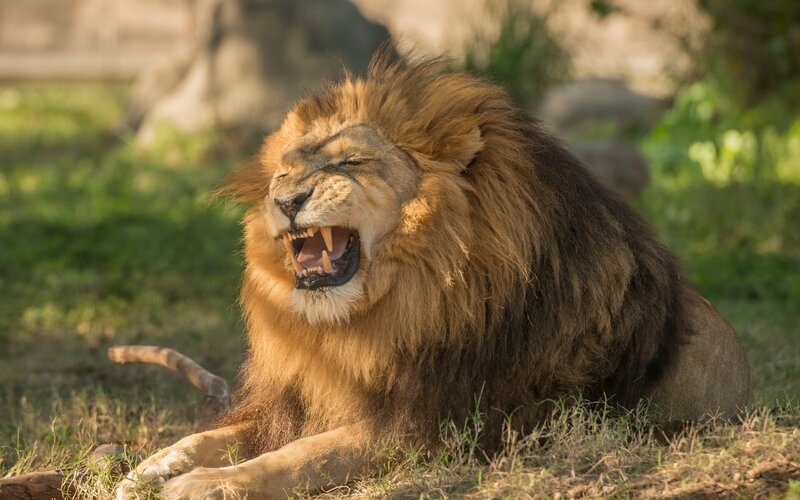 Lion yawning in the sun