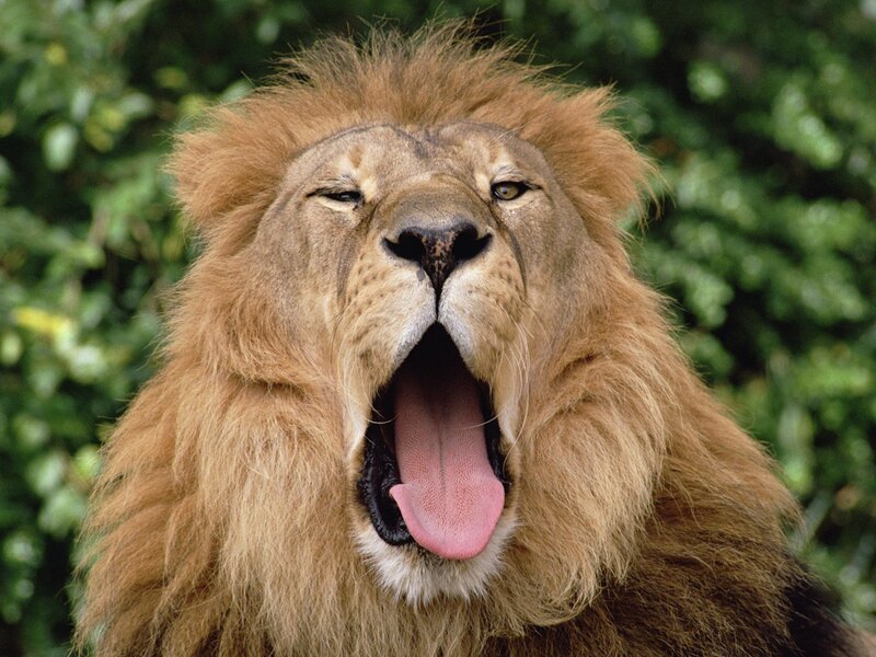 lion yawning in the wild