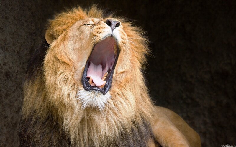 Lion yawning in the wild