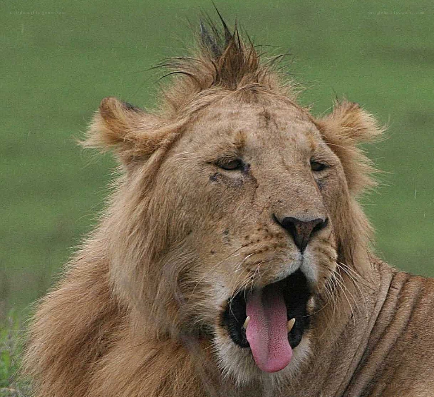 lion yawning in the wild