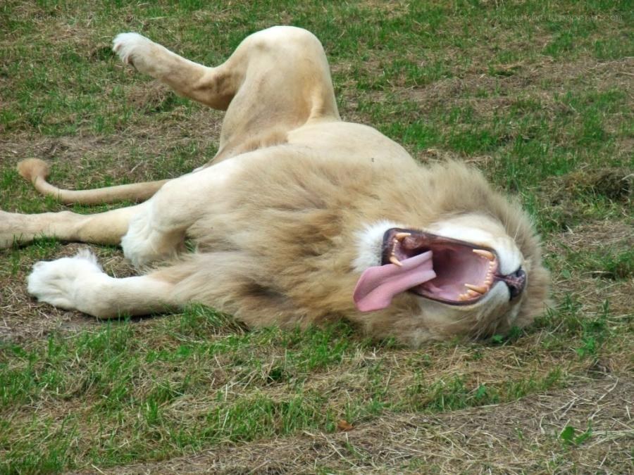 Lion yawning on grass