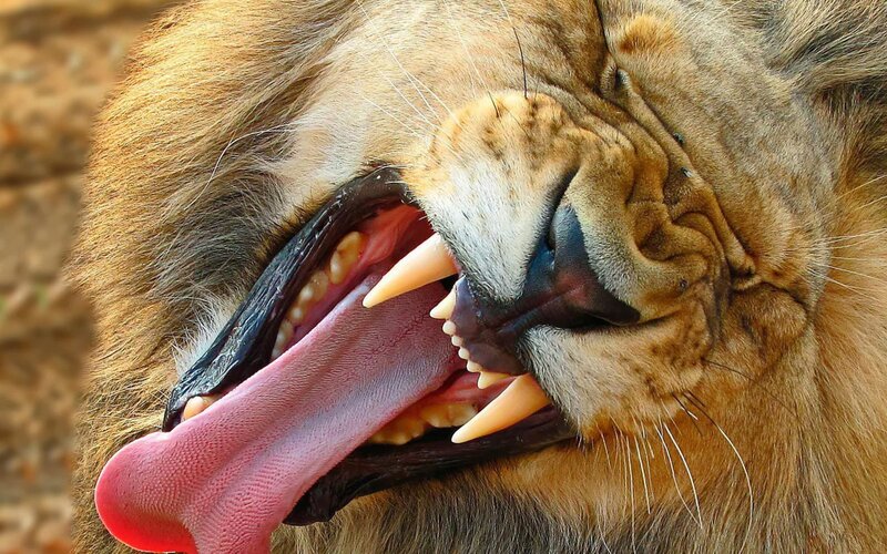 Lion Yawning