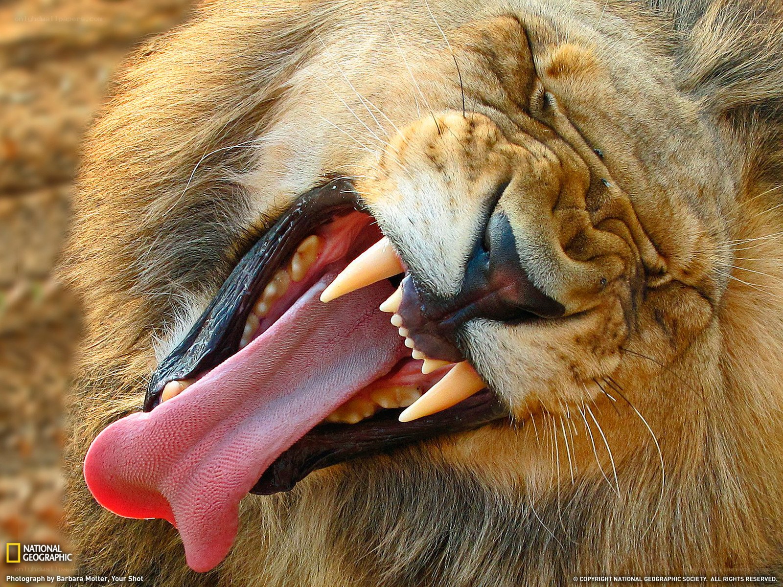 Lion yawning widely