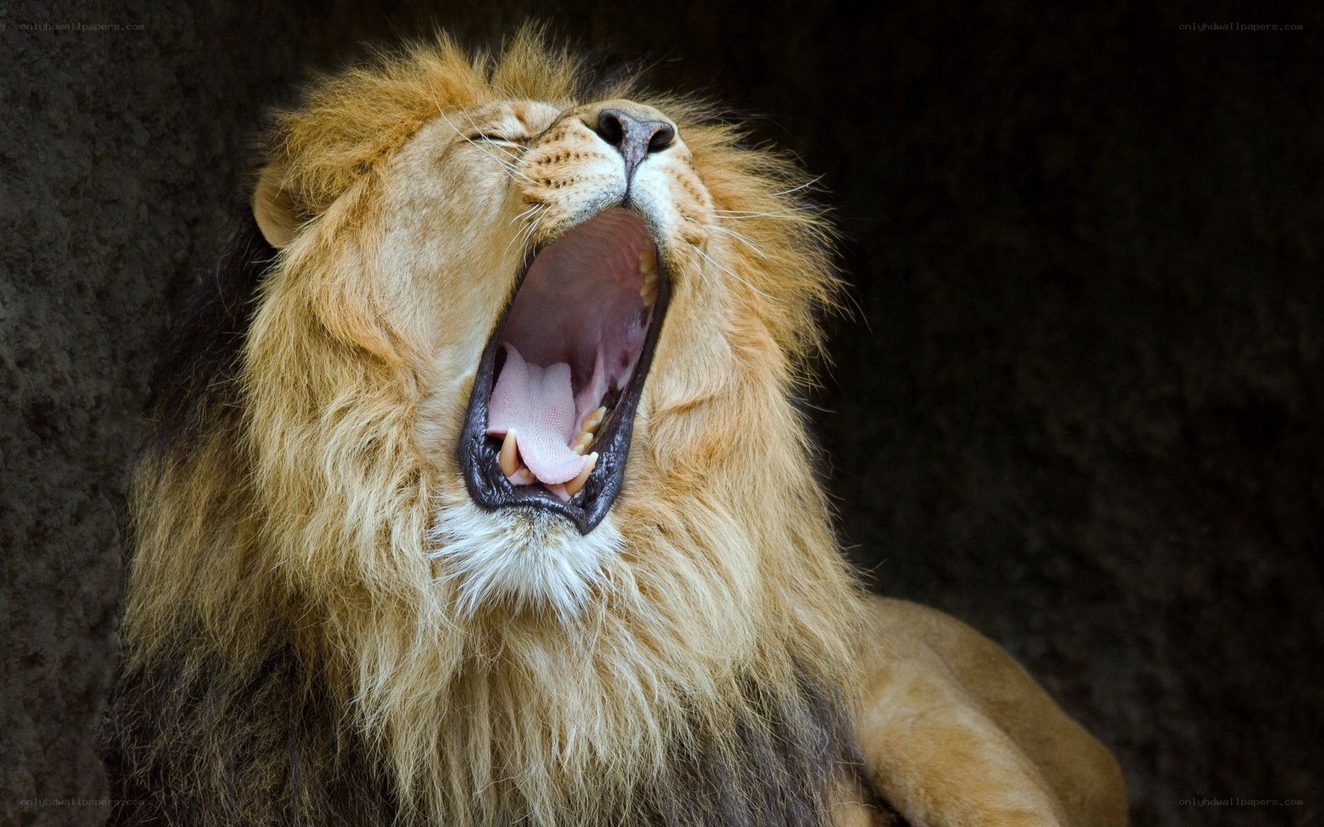 Lion yawning widely