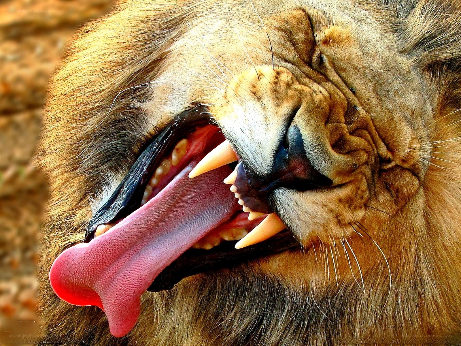 Lion yawning widely