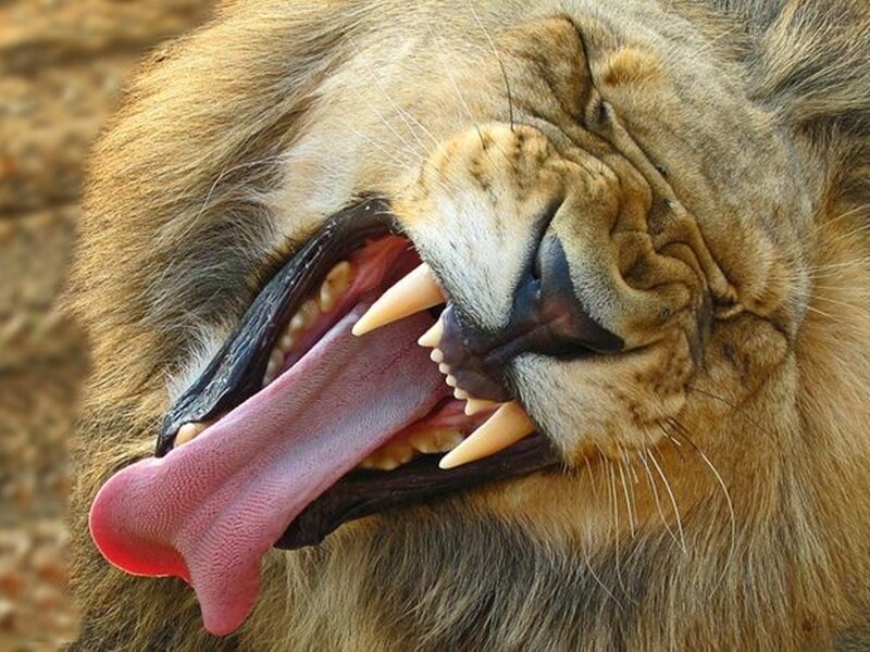 lion yawning widely