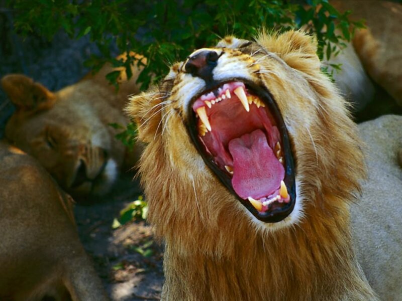 Lion Yawning Widely — Brown