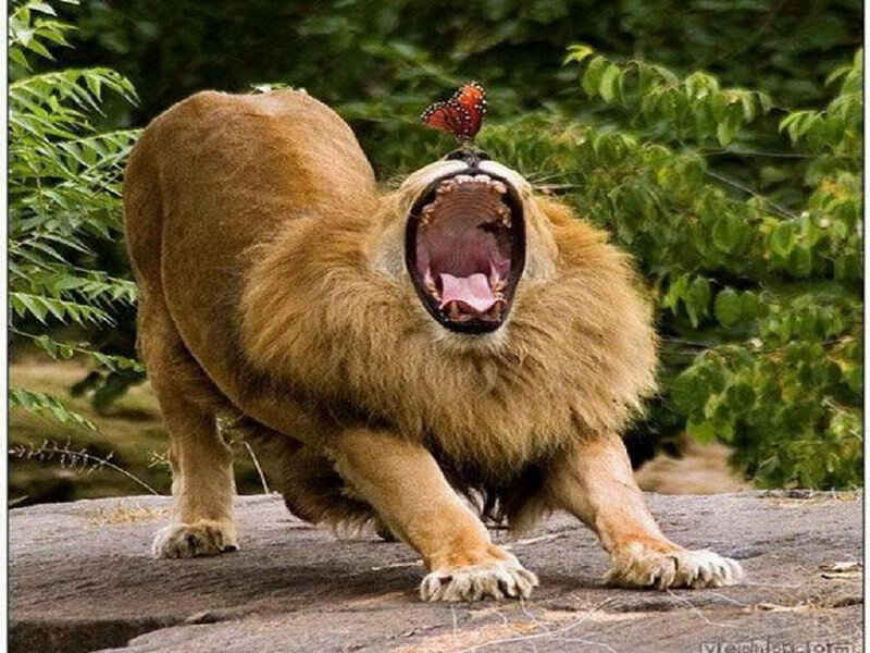 Lion Yawning with Butterfly