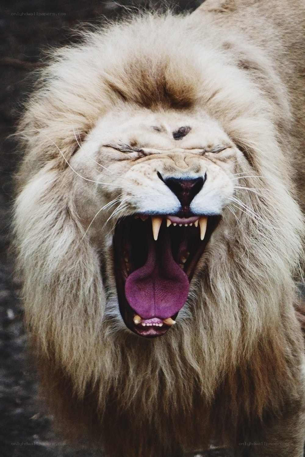 Lion yawning with open mouth