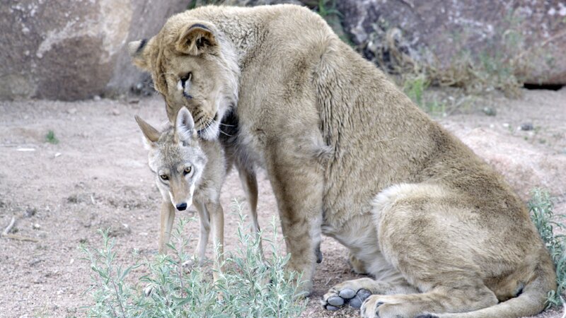 Lioness and Coyote