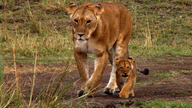 Lioness and Cub — Brown, Calm, Afternoon