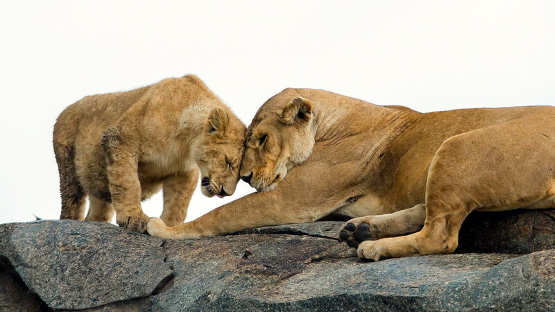 Lioness and Cub — Brown, Calm, Photograph, Rocks