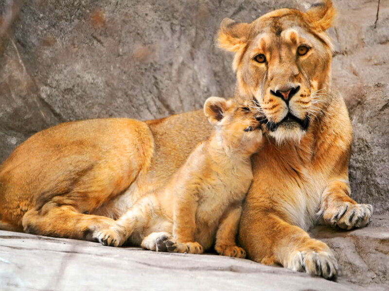 Lioness and Cub — Brown, Calm, Photograph
