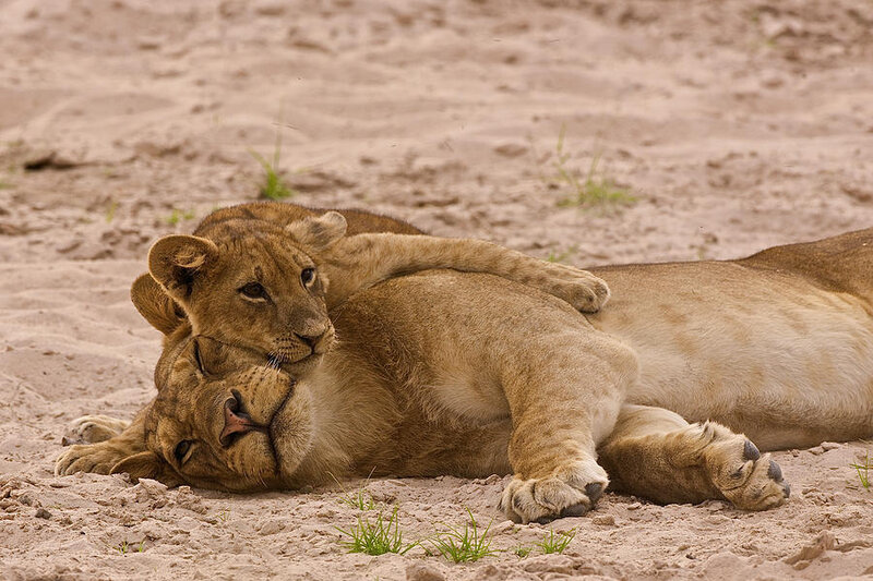 Lioness and Cub — Brown, Calm