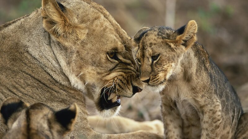 Lioness and Cub — Brown, Intense, Afternoon