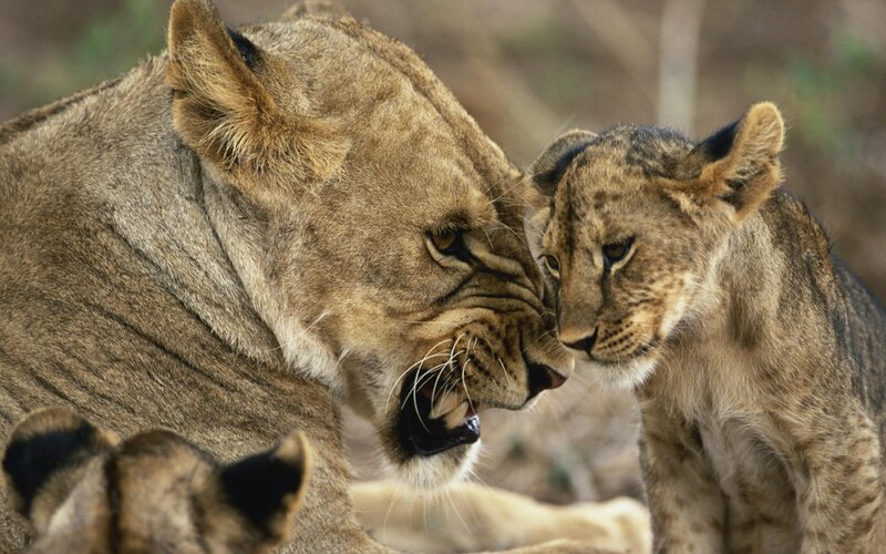 Lioness and Cub — Brown, Intense, Photograph