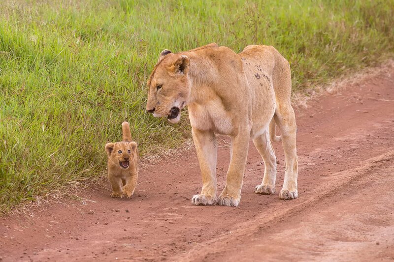 Lioness and Cub — Brown, Natural, Afternoon