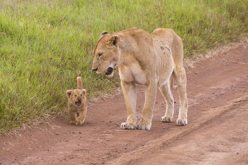 Lioness and Cub — Brown, Natural