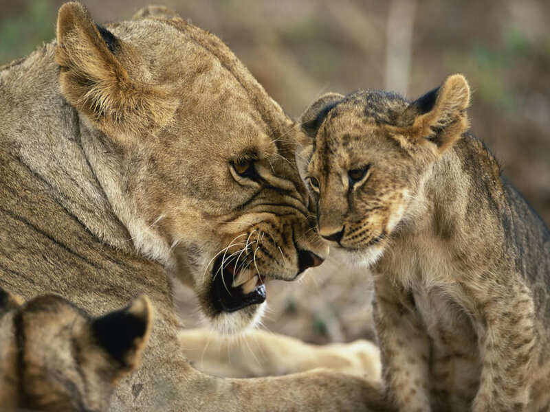 Lioness and Cub — Brown