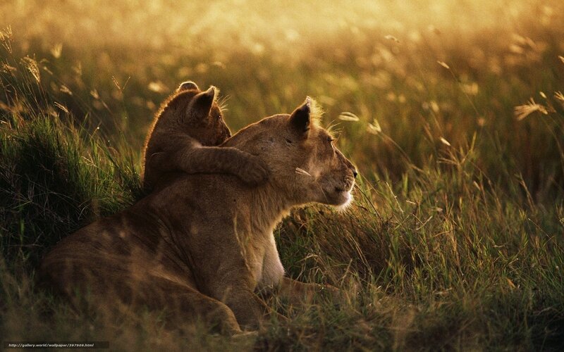Lioness and cub in golden light