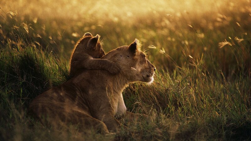 Lioness and cub in golden light