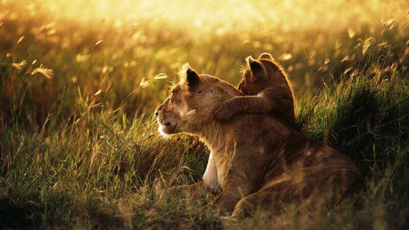 Lioness and cub in golden light