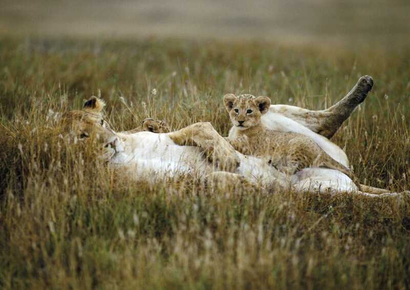 Lioness and cub in grass