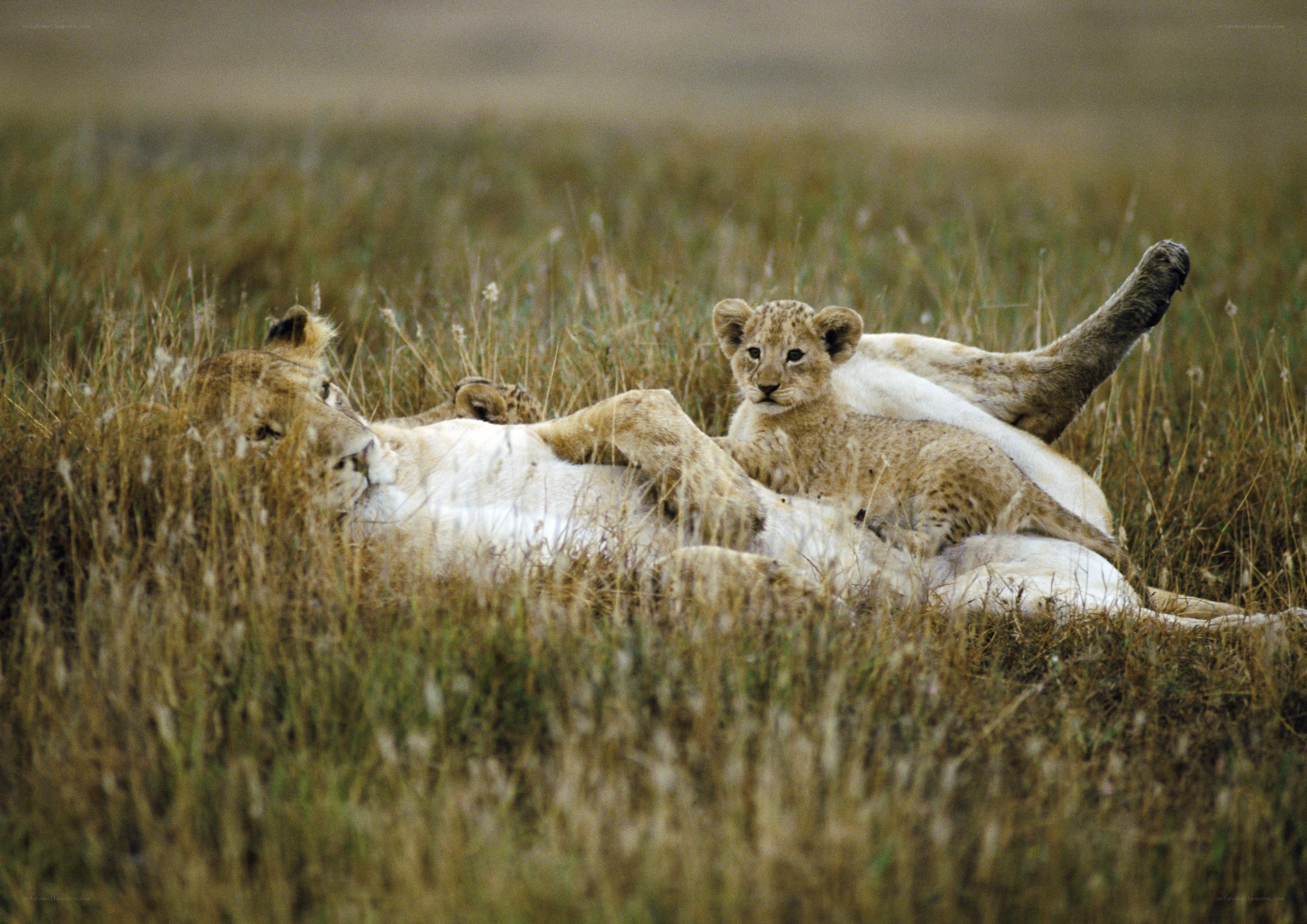 Lioness and cub in grass