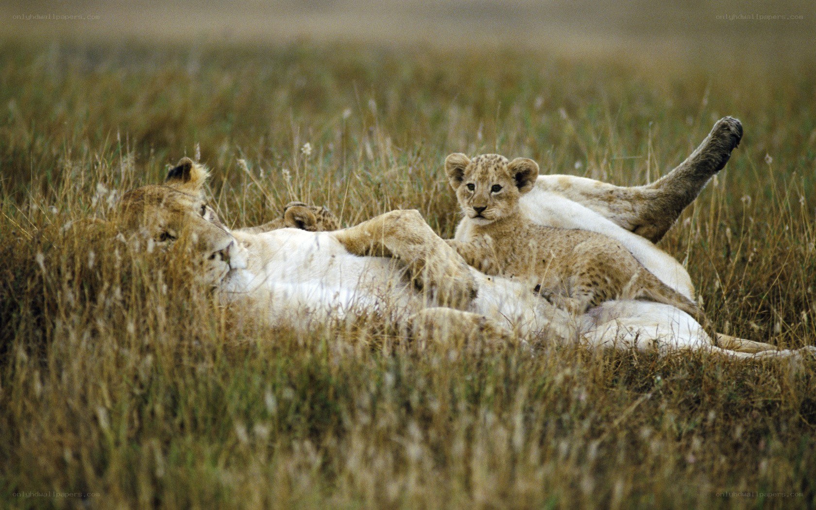 Lioness and cub in grass