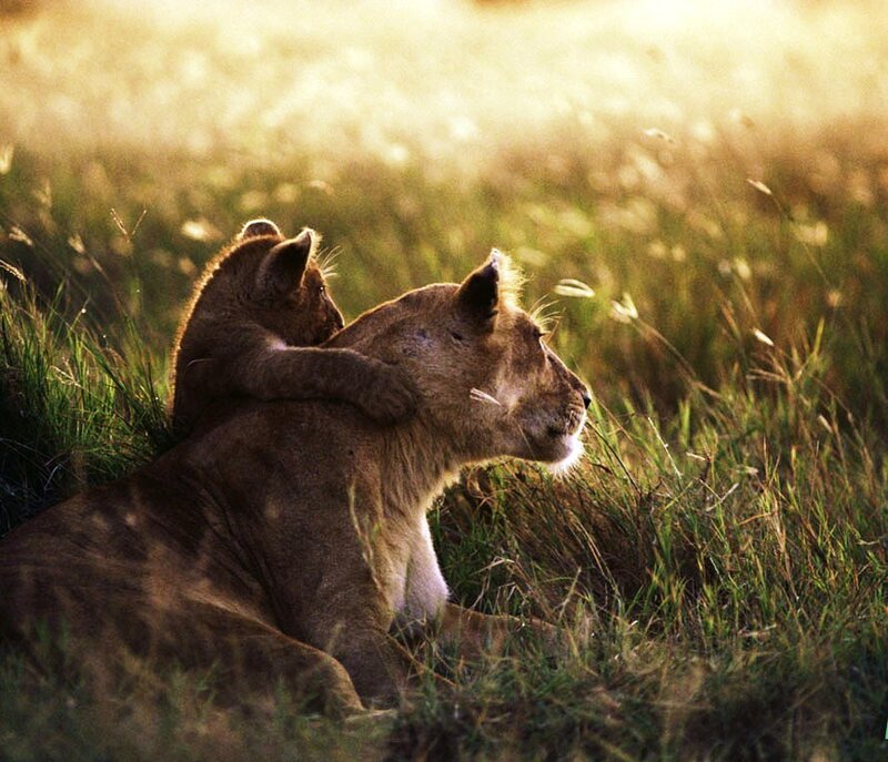 Lioness and cub in grass