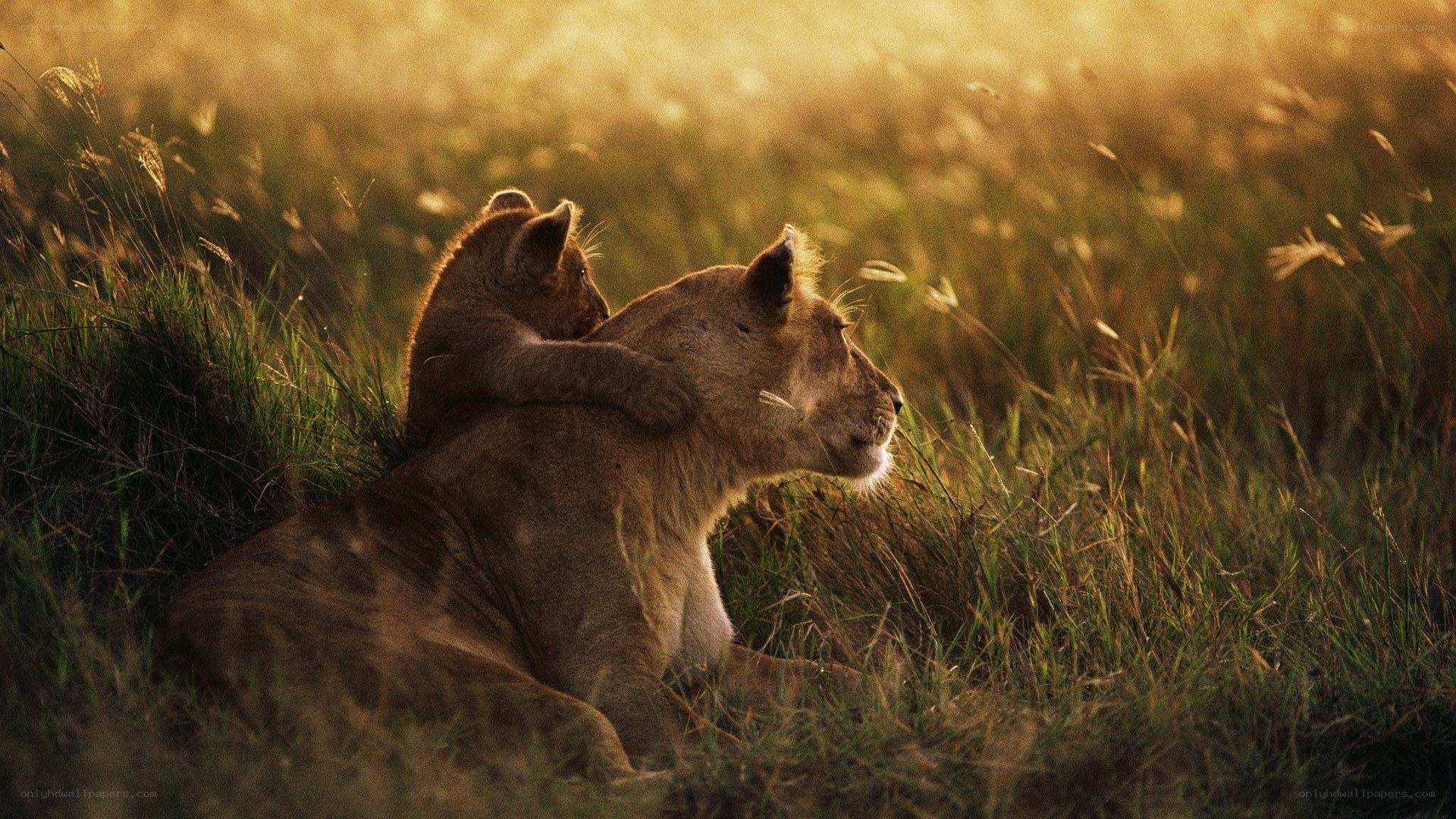 Lioness and cub in grass