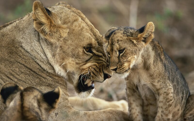 Lioness and cub interacting