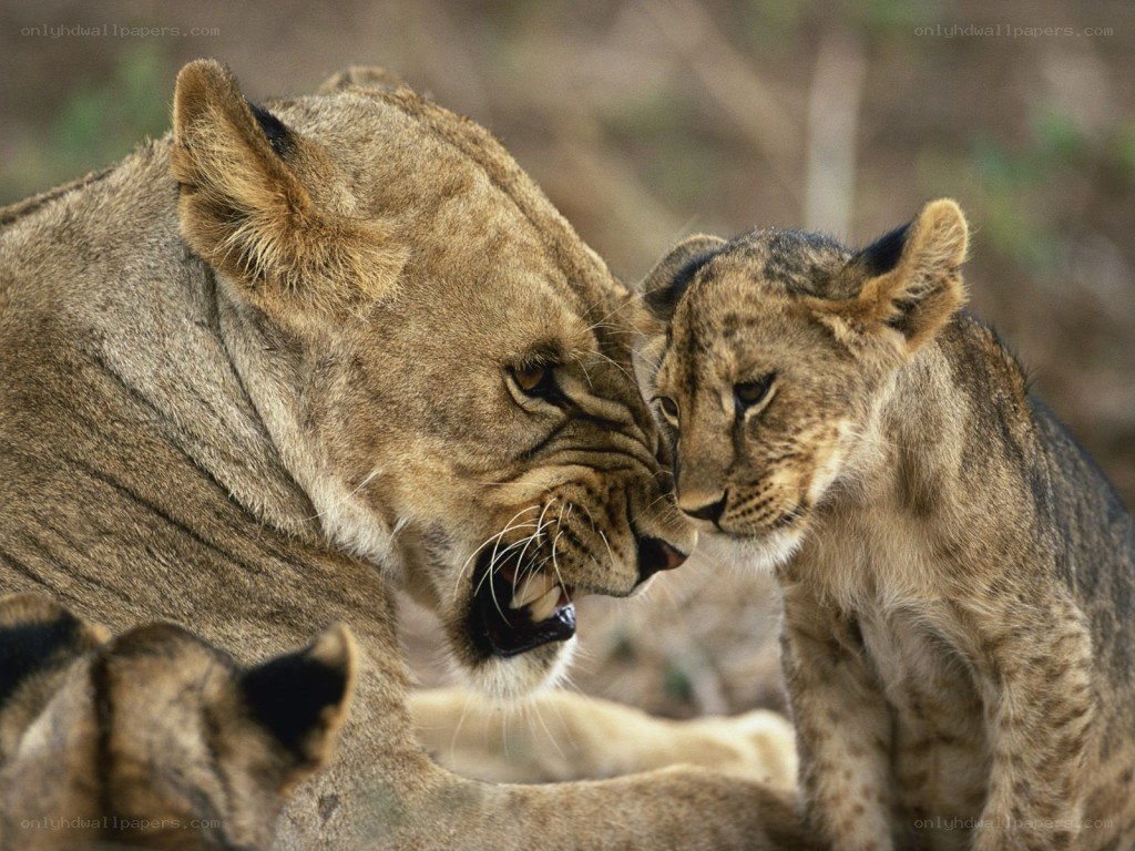 Lioness and cub interacting