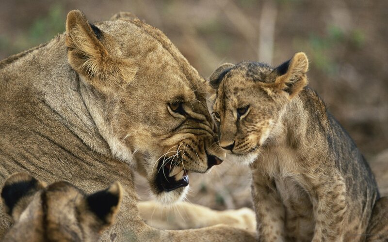Lioness and cub interacting