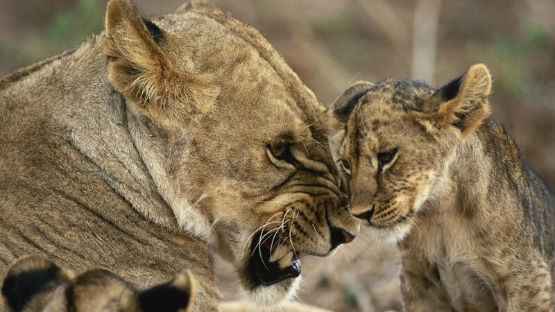 Lioness and cub interacting