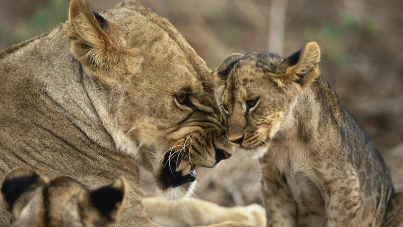 Lioness and cub interaction
