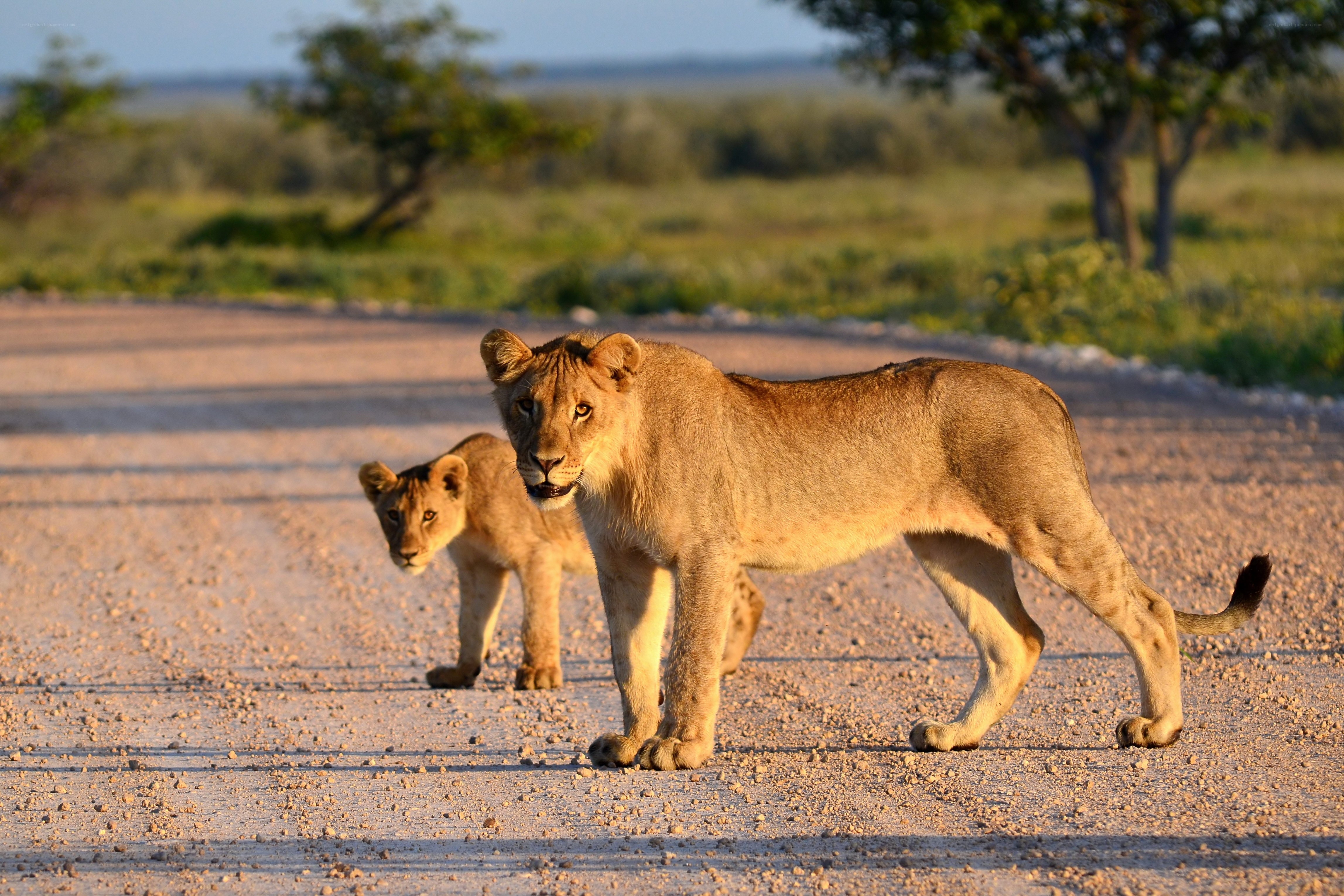 Lioness and cub on a road