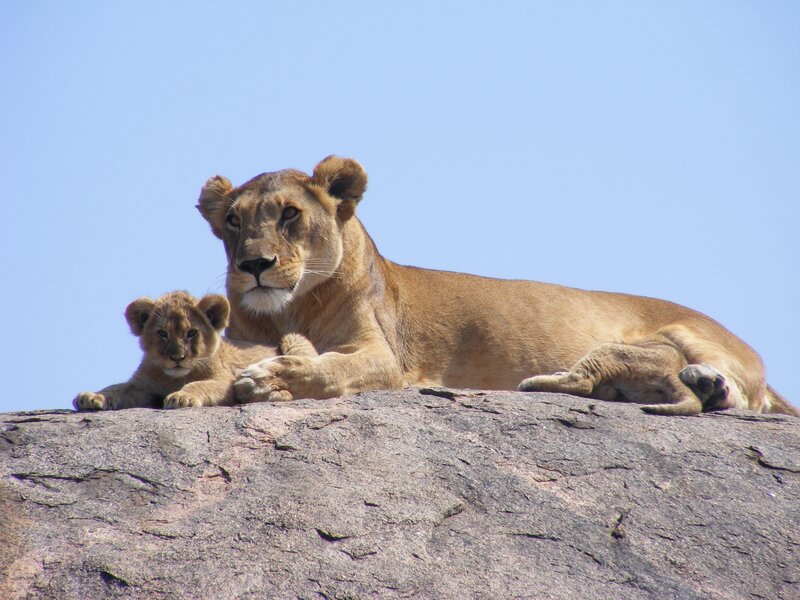 Lioness and cub on a rock