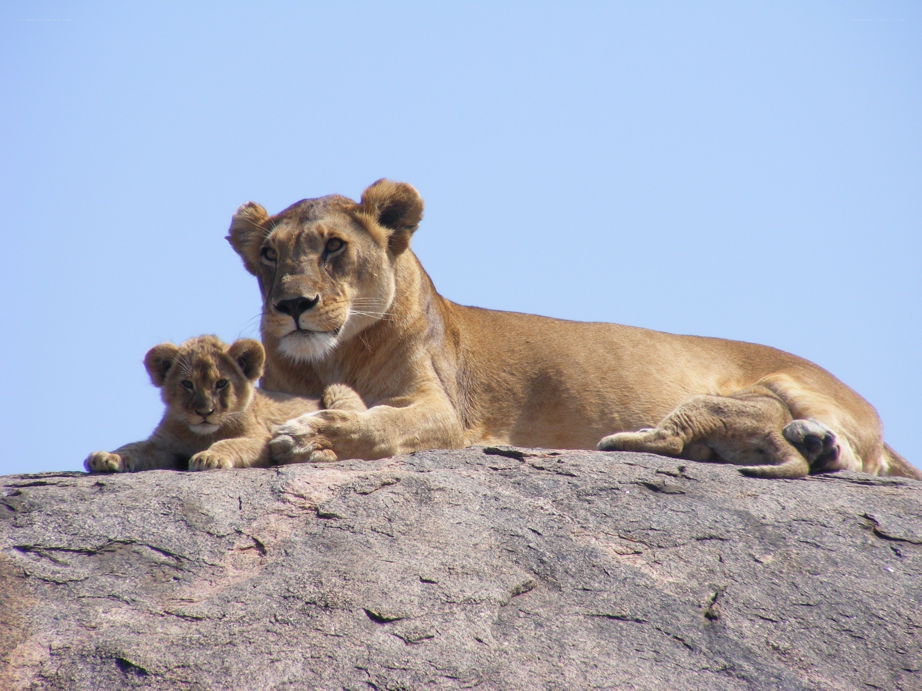 Lioness and cub on a rock
