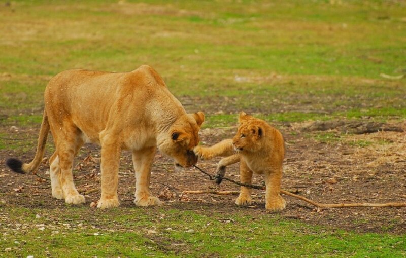Lioness and cub playing