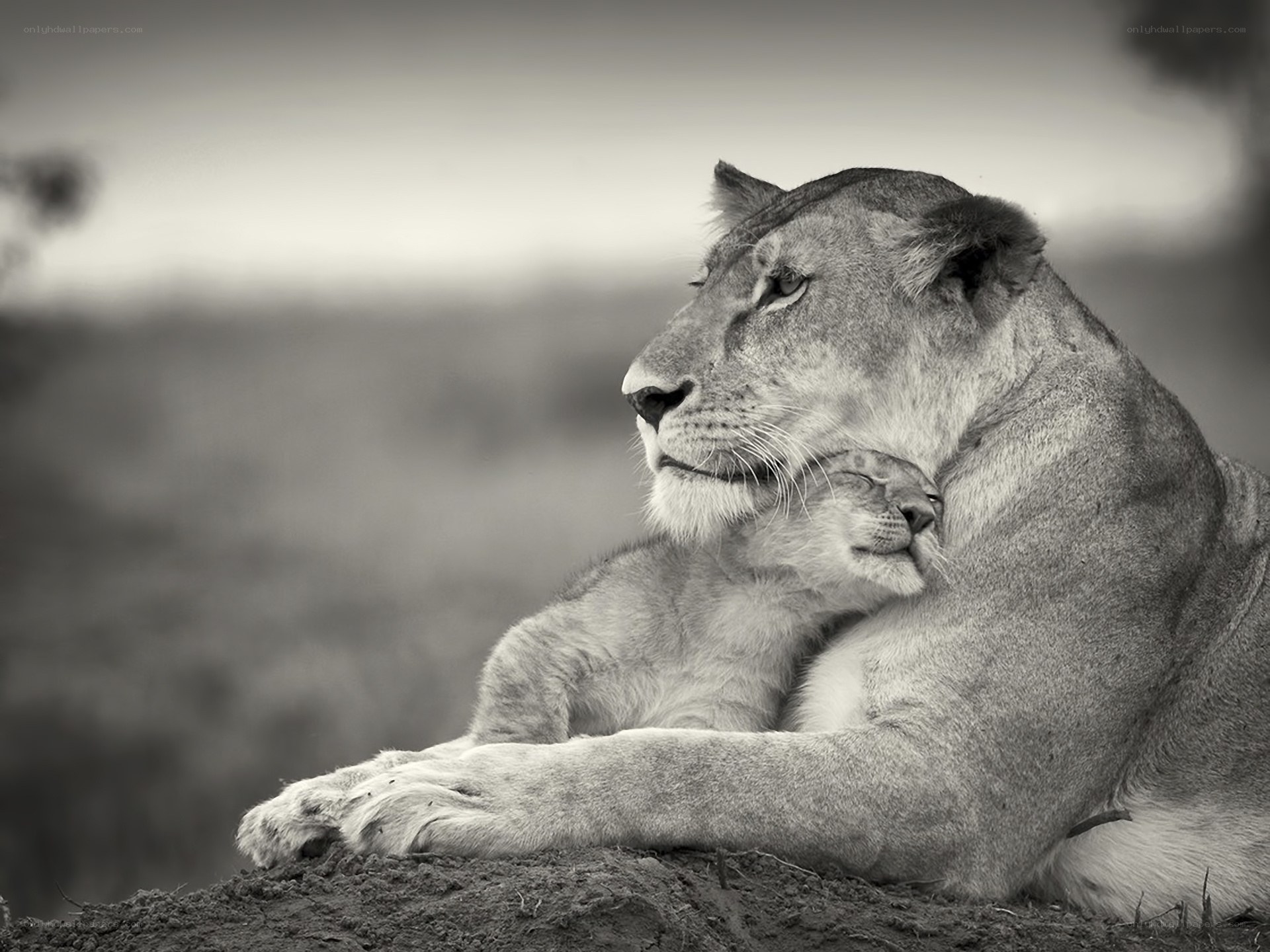 Lioness and cub resting