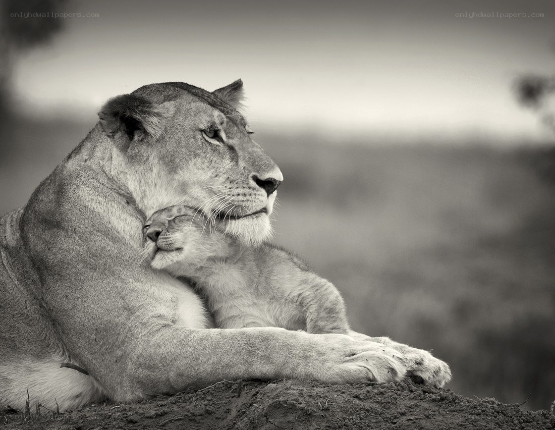 Lioness and cub resting