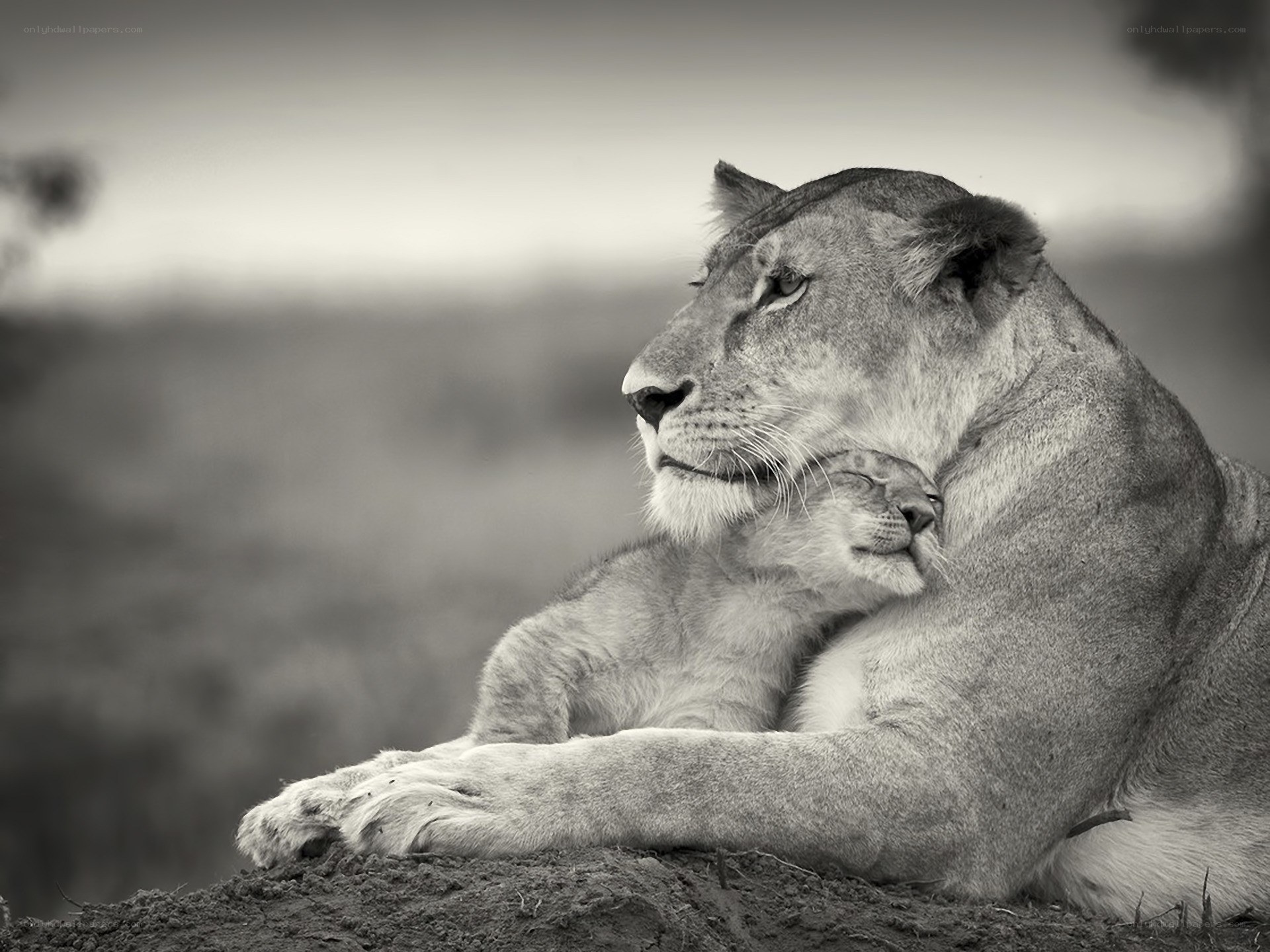 Lioness and cub resting