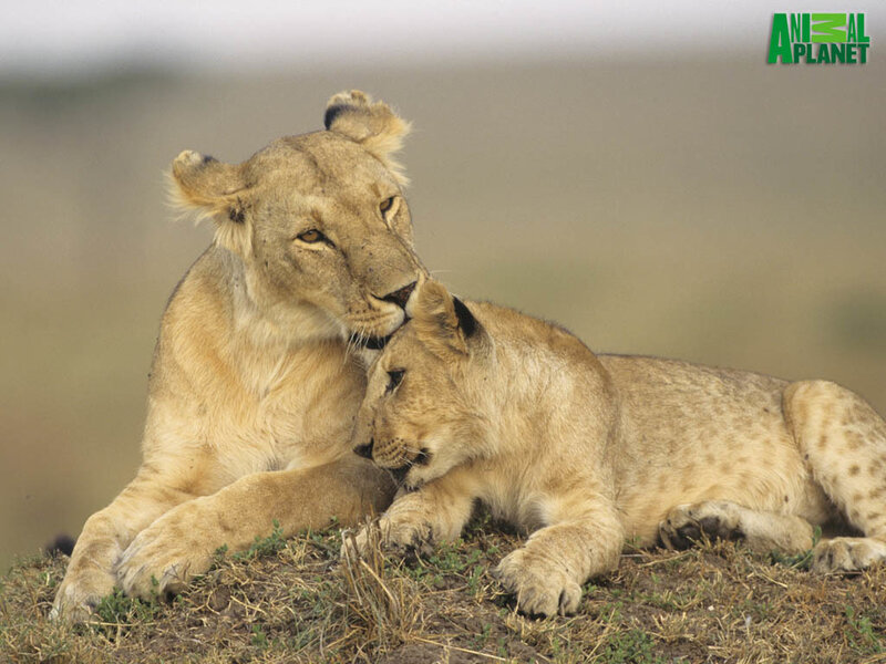 Lioness and cub resting